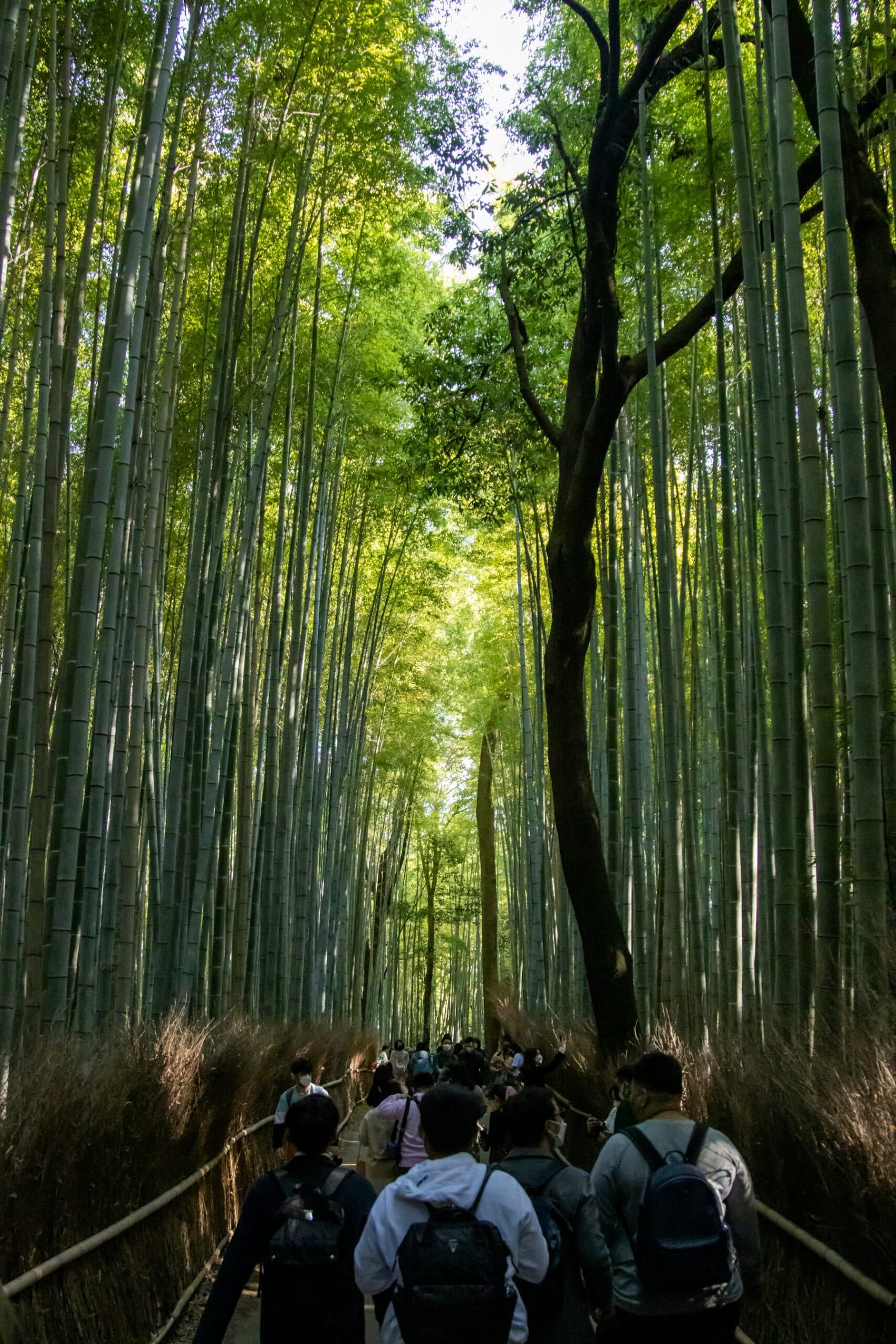 Arashiyama 2026: How to Beat the Crowds, Station by Station